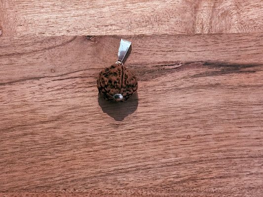 Rudhraks hanger groot 5 mukhi